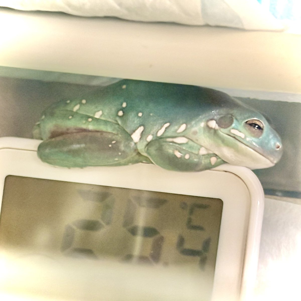 nitapistan's tweet photo. いい感じに収まってるカエル🐸
#frog #WhiteTreeFrog
#カエル #イエアメガエル https://t.co/HEKw8zuGS0
