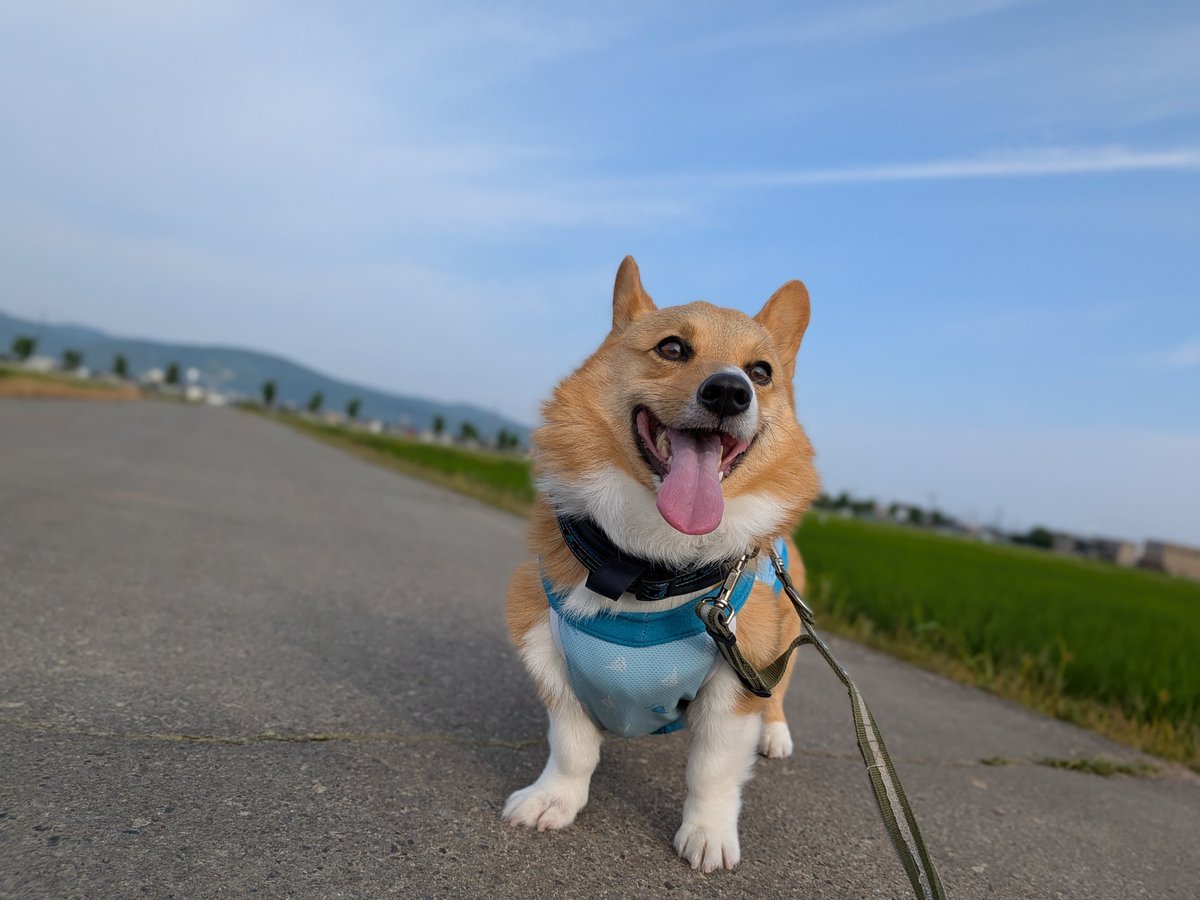 rikio0821's tweet photo. ٩(*´︶`*)۶おはよ〜♬朝んぽ🐾
今朝は️️️⛅️暑くなりそうなお天気です
昨夜の🏐結果は既に分かっていたけれど…熱い闘いに📣‼️力が入りました❣️
🇫🇷猛暑日の中🥵連日のフルセット💦本当に素晴らしかったわ👏✨
⚽は自分のパワー切れ😪で見れなかったけど…😅
今日も元気によろしくワン🐶❣️
#コーギー https://t.co/iuDGS4SGHm