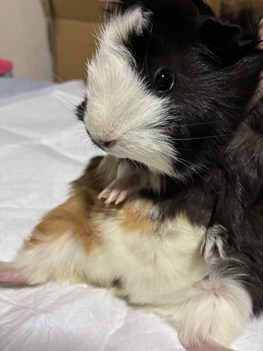 friendly_ff14's tweet photo. はぁ〜暑いなあ〜♨️
お皿抱えようかなあ〜〜🐹💬

#モルモット
#guineapig https://t.co/u3FgF3SGMV