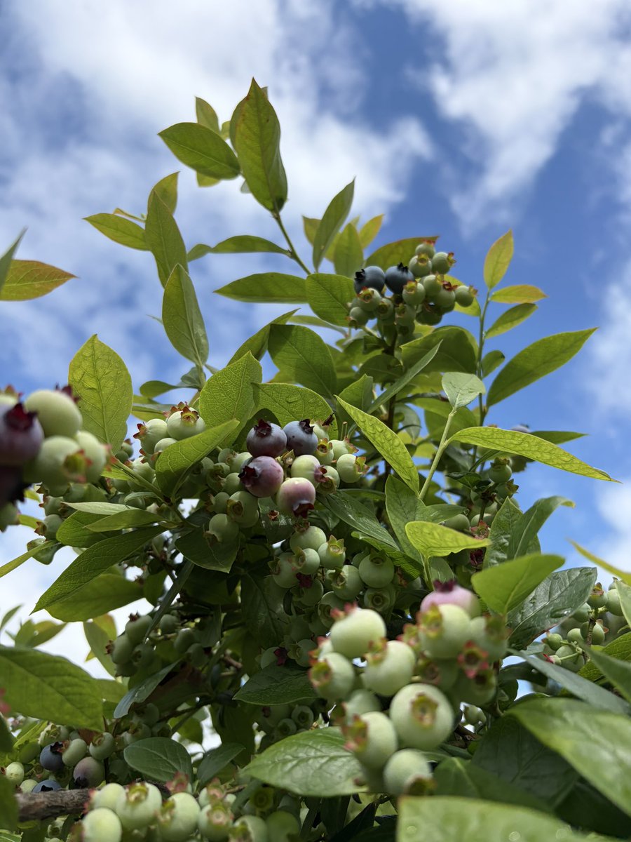 cafetointeria's tweet photo. おはようございます！
いつも有難うございます。
今年のフレッシュサクランボ🍒のトッピングは
大きくてジューシーな余市産2Lサイズの佐藤錦。
無くなり次第缶詰に戻ります😅
#フレッシュサクランボ
#季節のフルーツ 
#札幌純喫茶 https://t.co/rxkIRaWpgw