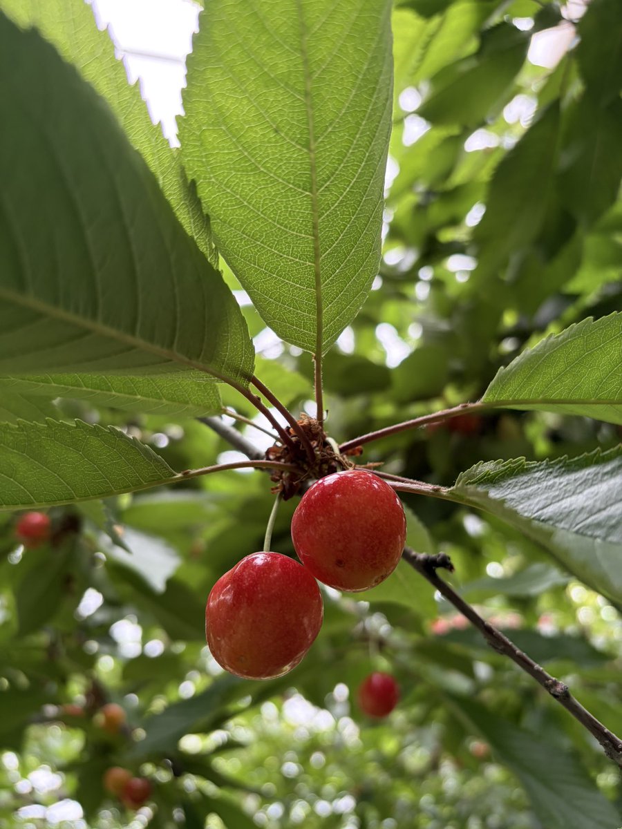 cafetointeria's tweet photo. おはようございます！
いつも有難うございます。
今年のフレッシュサクランボ🍒のトッピングは
大きくてジューシーな余市産2Lサイズの佐藤錦。
無くなり次第缶詰に戻ります😅
#フレッシュサクランボ
#季節のフルーツ 
#札幌純喫茶 https://t.co/rxkIRaWpgw