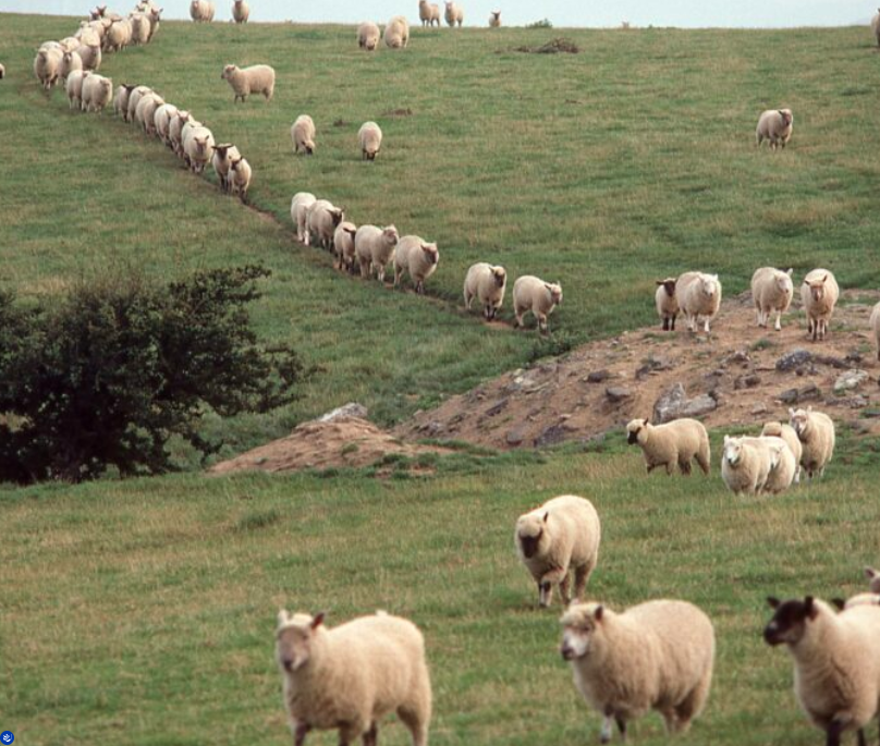 NLBChapel's tweet photo. PASTOR’S JOB DESCRIPTION: FOUR ESSENTIAL RESPONSIBILITIES OF A SHEPHERD
-Joshua Chatman
​If you click on a job posting at https://t.co/5yxN5rvdvO, you’ll find the job overview, the specific responsibilities, and the required qualifications.​..Read on=> https://t.co/YtZL6H2drP https://t.co/IciODKyrO0