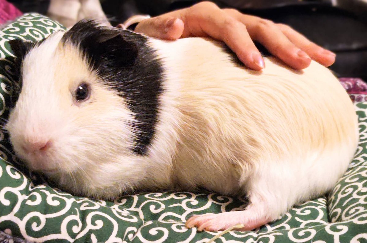 Licht0410's tweet photo. おはもる🐹のんびりするもる。 https://t.co/0t1r4jS1TB