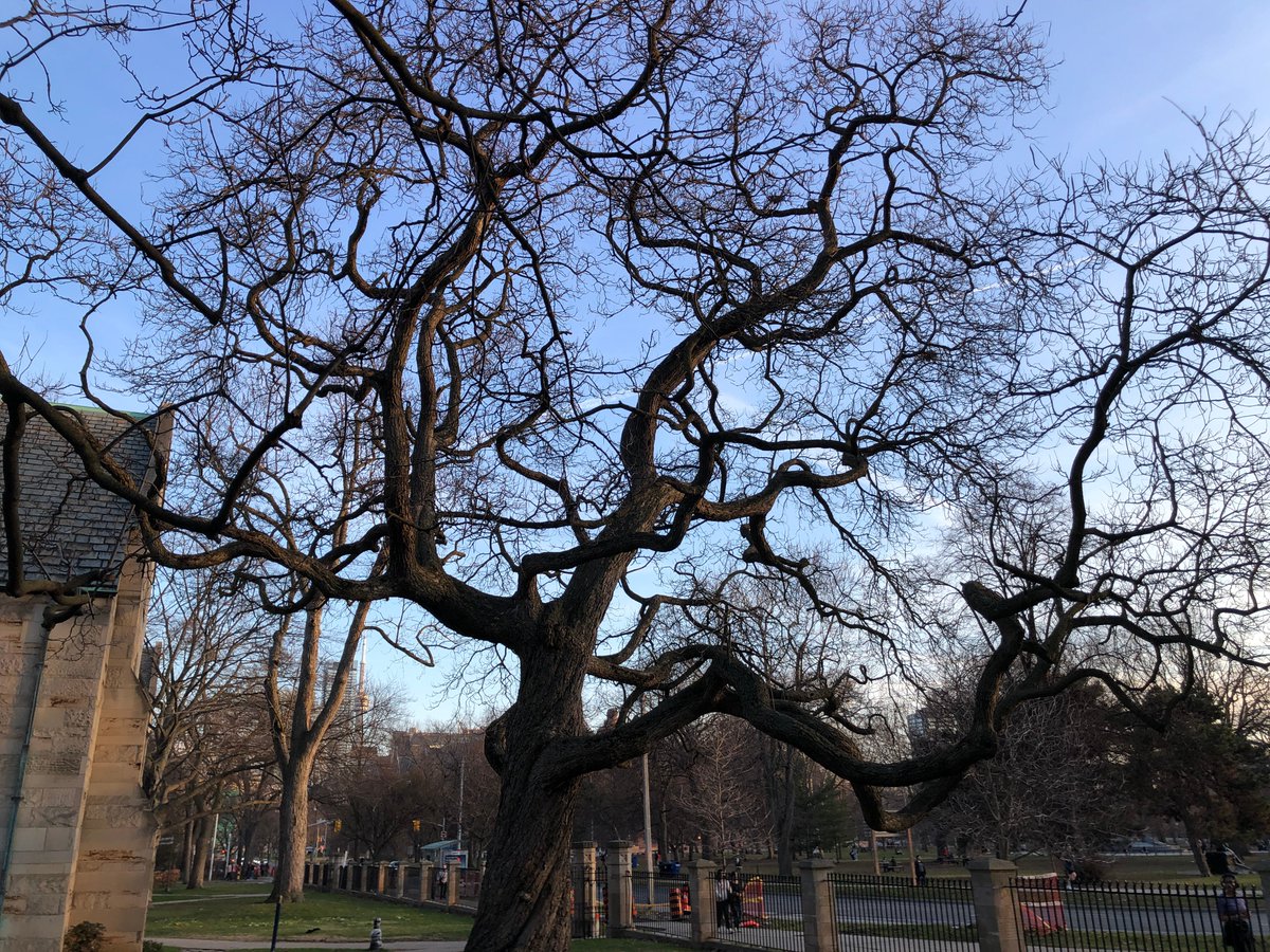 peterstoll2000's tweet photo. A  couple of quick shots from winter, the tree is at UofT and reminded me  of a Weeping Willow...and a pretty sunset down at harbourfront. https://t.co/iKSr2aNOy8
