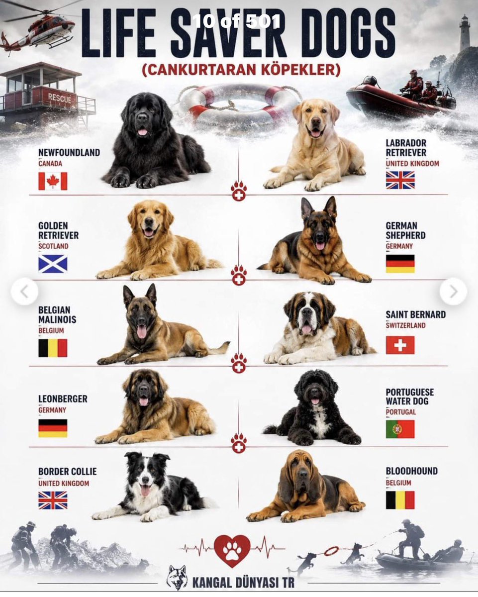 MzAySesArtisan's tweet photo. I got a #QUESTIONforMuslims
If you needed RESCUE BURIED IN AN #emergencycrisis... WOULD YOU BE GRATEFUL A #RESCUEDOG SNIFFS YOU OUT & IS THE REASON YOU GET RESCUED AT ALL? Or would you REJECT THE RESCUE because it was a #dog who came & #SAVEDYOURLIFE⁉️⁉️⁉️
📛📛📛 #LifeSaverDogs https://t.co/5Py2RS2qAG