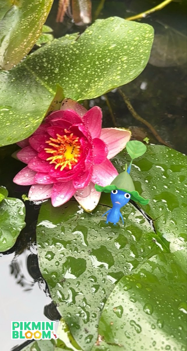 mo5min5's tweet photo. 💙見て見て！アリさん🐜いる！

蓮の花に蟻🐜がたくさん居て、どうやって辿り着いたのか謎でした… https://t.co/Ul4BA7JUjC
