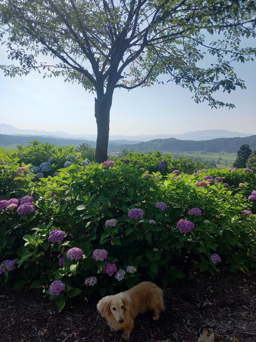 azarea4's tweet photo. 今朝の散歩は
見附市水道山公園

早朝のせいか
誰もいなくて
この景色を独り占め

うーん
ここはいい https://t.co/V6MMx67bAR