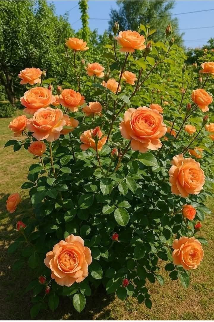 Rose_Petals06's tweet photo. https://t.co/Z276hZekZA