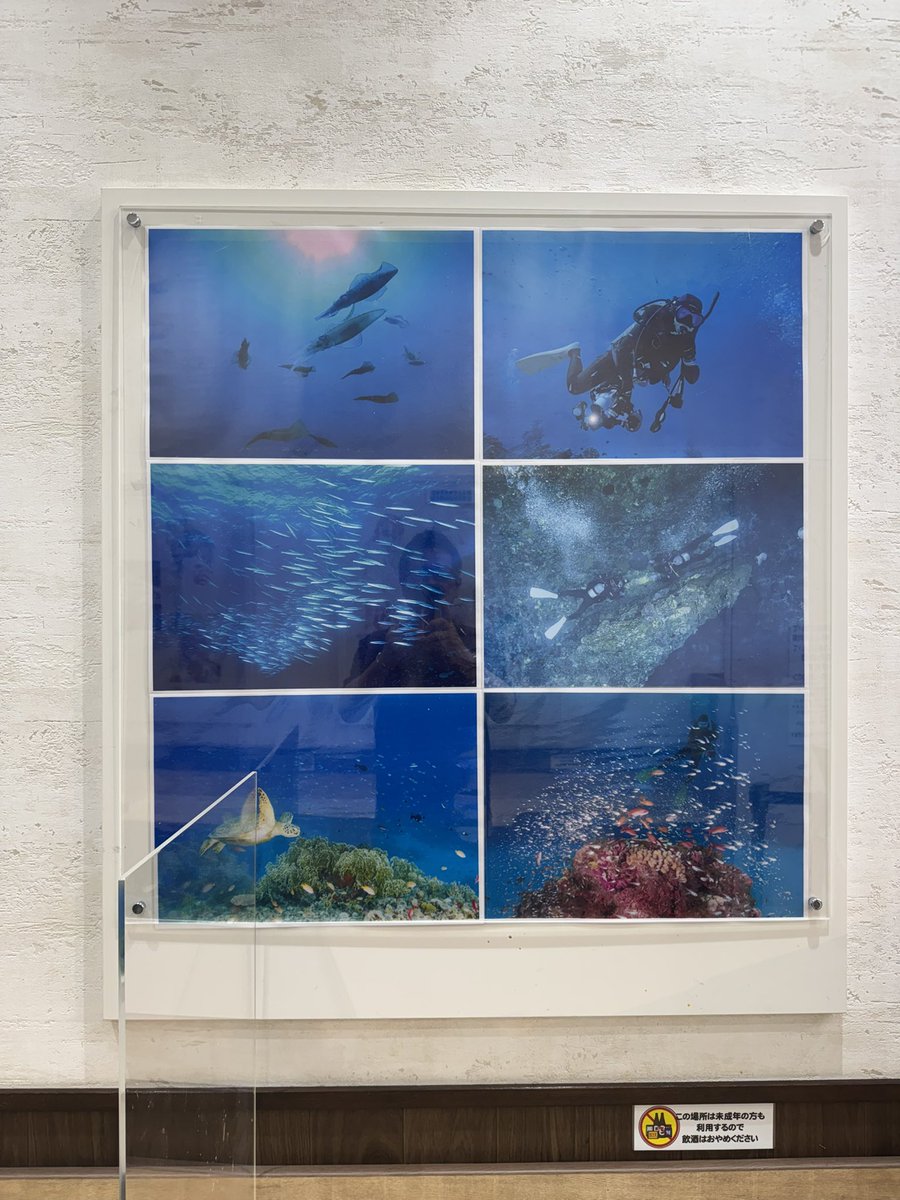 tada_sea's tweet photo. いなげや国分寺東恋ヶ窪店のイートスペースの一部で水中写真を展示させて頂いております。お弁当を食べながら海中を楽しんで下さい。
お近くの方は是非お立ち寄りください。

#ダイビング
#水中写真
#いなげや
#beautifulsea
#サンドウェーブ https://t.co/TMKGpizGJY