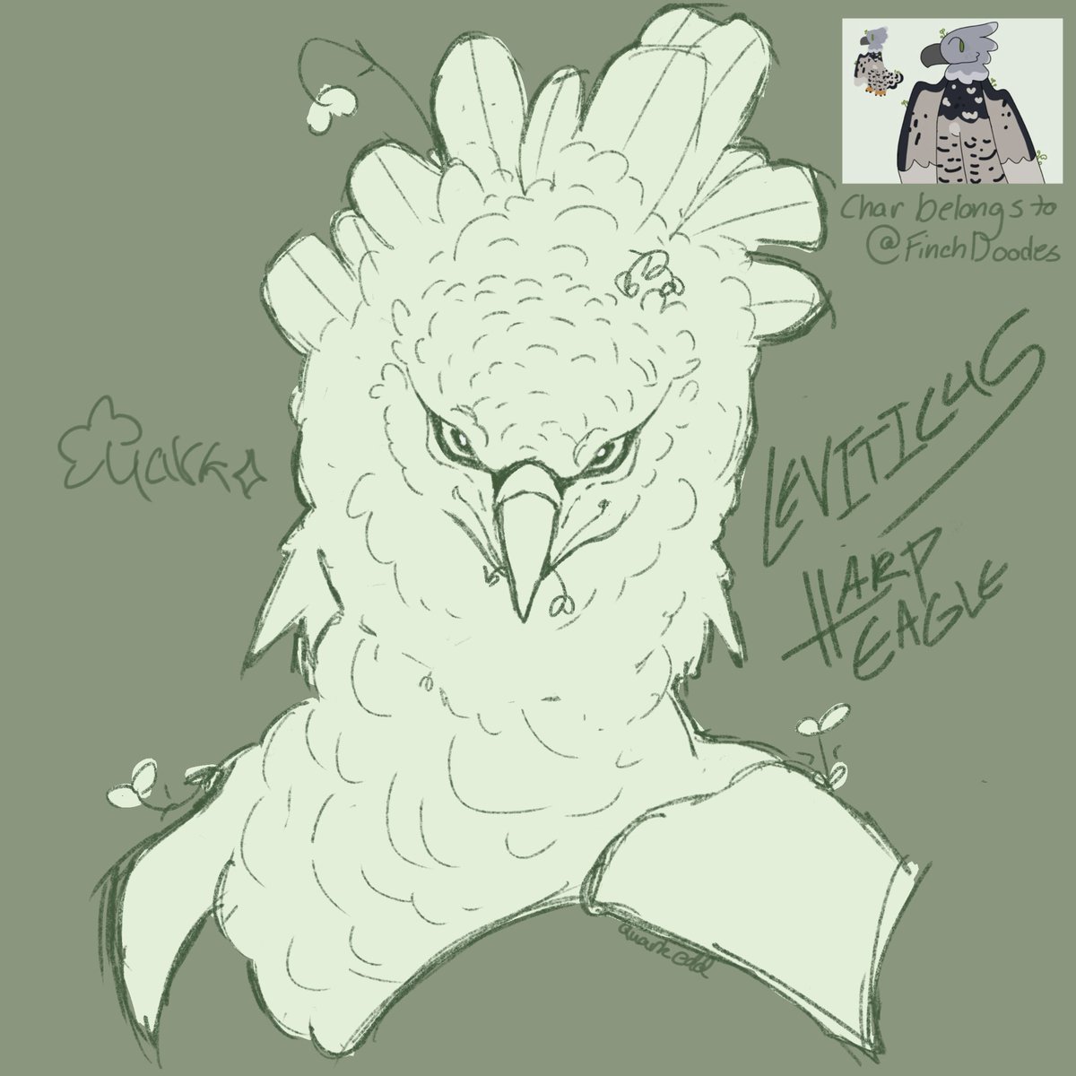 quarkedd's tweet photo. numero uno... i love harp eagles.. they lowk need a barber though 😭

(for @FinchDoodles) https://t.co/59Qxn3itmH