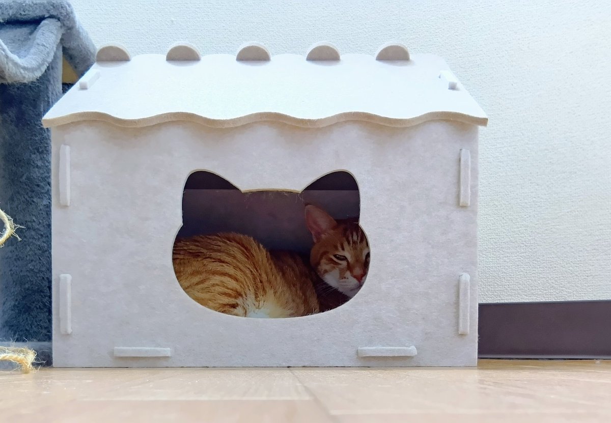 cyousuke_mame's tweet photo. 今のチョウスケ
#ねこ 
#猫と暮らす幸せ 
#猫可愛い 
#保護猫と暮らす 
#ニトリの猫ハウス 
#友だちにいただいた 
#数日様子見しやっと入った https://t.co/94CysPBNRO