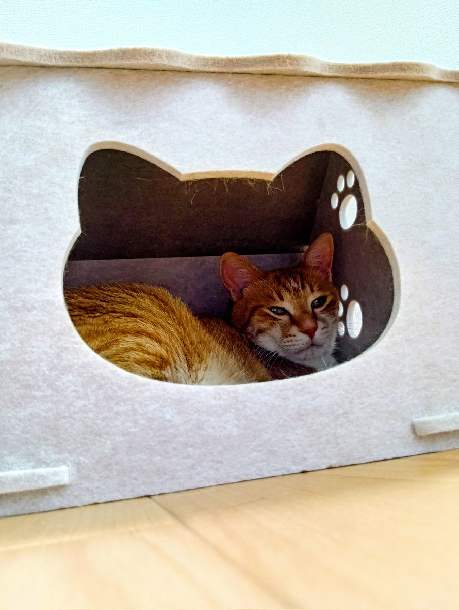 cyousuke_mame's tweet photo. 今のチョウスケ
#ねこ 
#猫と暮らす幸せ 
#猫可愛い 
#保護猫と暮らす 
#ニトリの猫ハウス 
#友だちにいただいた 
#数日様子見しやっと入った https://t.co/94CysPBNRO
