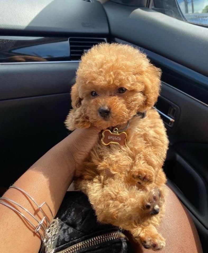niy2pretty's tweet photo. every girl needs a mini friend🐶💕 https://t.co/VO3DYEY5sS