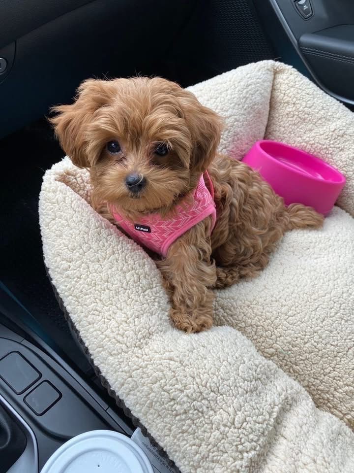 niy2pretty's tweet photo. every girl needs a mini friend🐶💕 https://t.co/VO3DYEY5sS