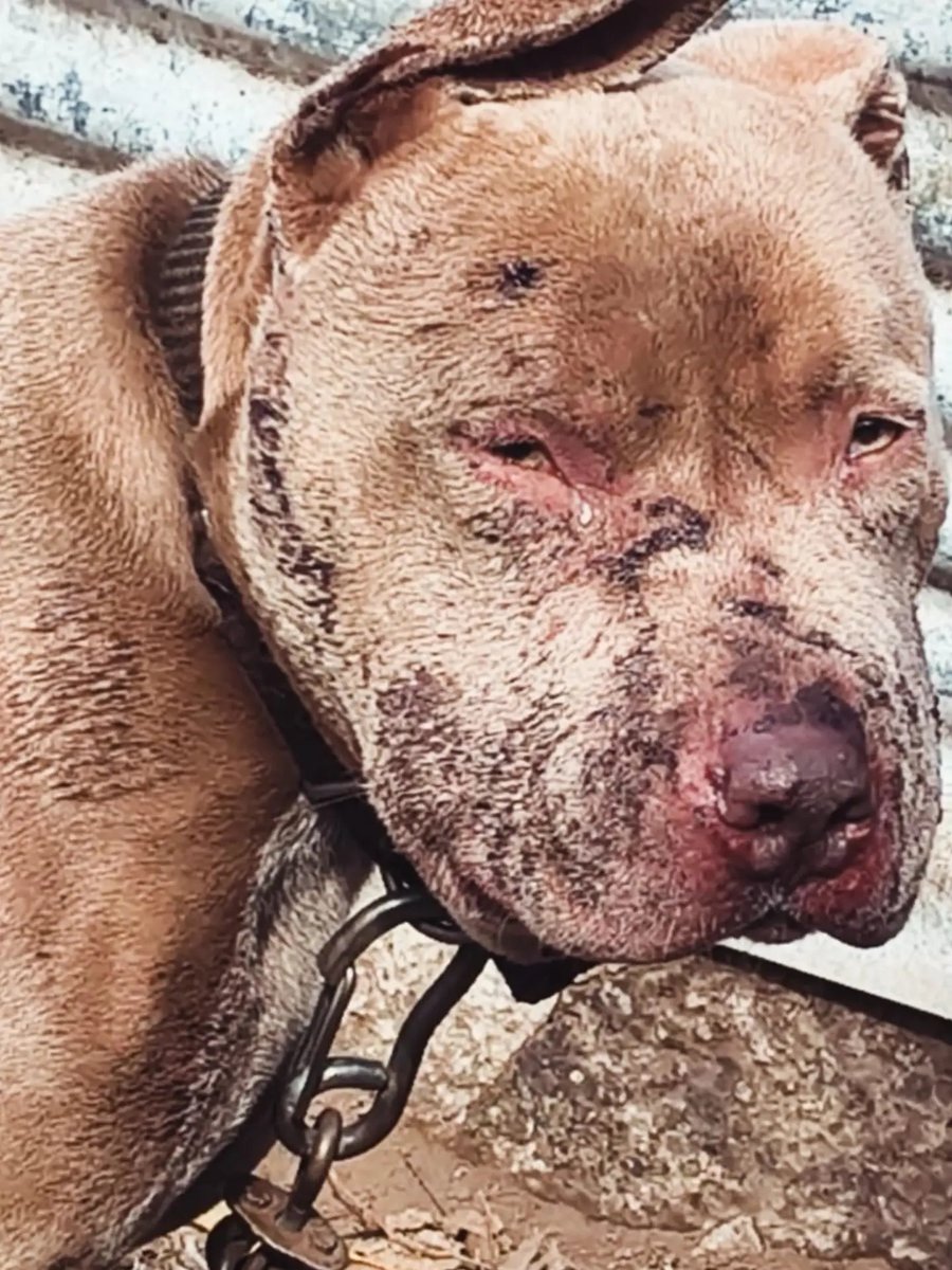 elcampito's tweet photo. a veces, lo único que necesitamos para volver a confiar es que alguien crea en nosotros antes de que nosotros podamos hacerlo. ❤️ 🐾 

Ciro de Pehuajó ...HERCULES DEL CAMPITO. https://t.co/sosKCDHt15