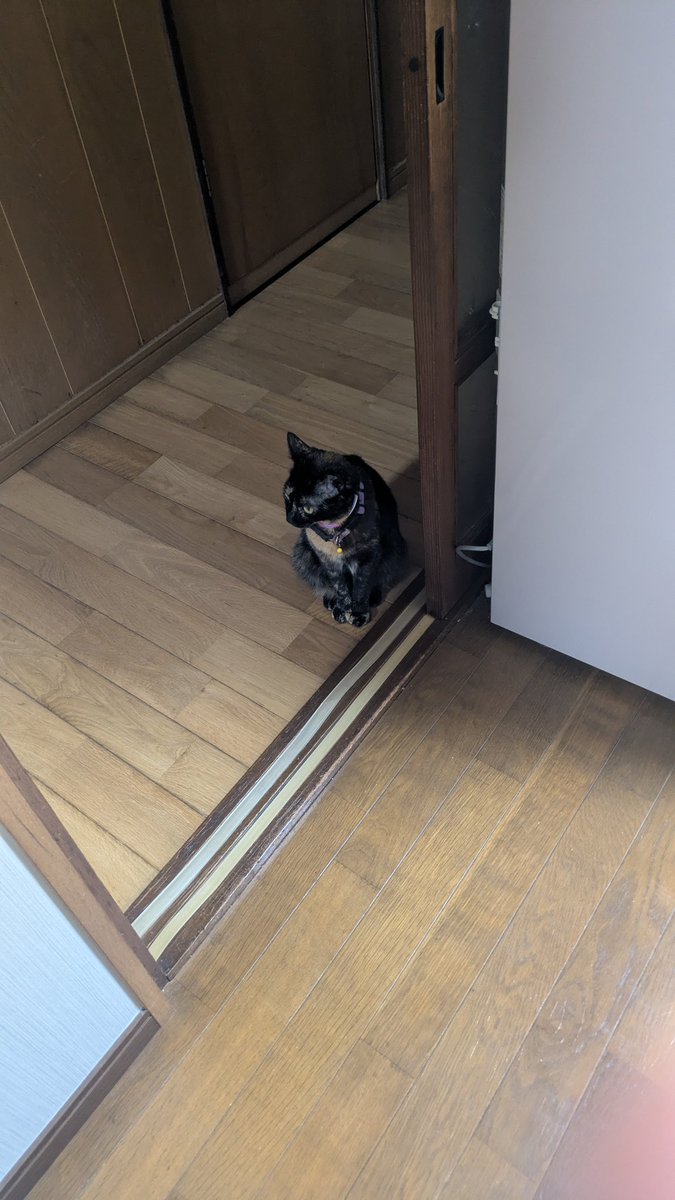 Nu1toVR's tweet photo. 実家の猫が上見てたからどこ見てんのと思って見てみたら、棚の上にあるちゅーるだった

そして目をそらす https://t.co/HQiHzmJpjq