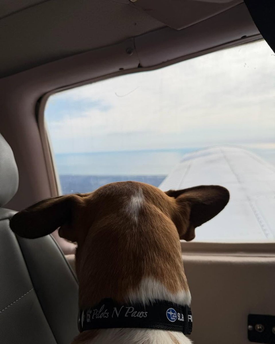 PilotsNPaws's tweet photo. Animal rescue begins with good humans who show up, step up and say, not today, not to these sweet fur-babies...from there our pilots with their big hearts make sure they land safely and are placed in loving hands for a new beginning. #WhyWeFly #ReasonToFly
#freedomflight https://t.co/BqqdnNTdsb