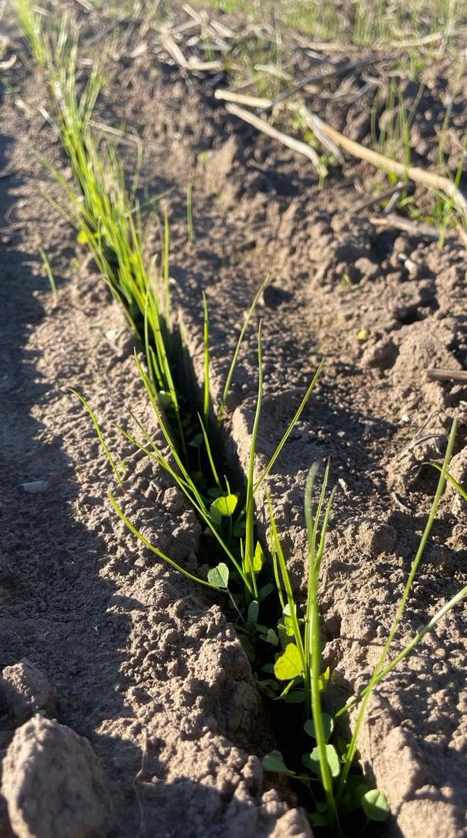MatiasBurattini's tweet photo. Implantación de pasturas por los pagos de Ameghino.
@juancitoeder @BenguaNicolas #elmate #gentos #gentedepastos https://t.co/ZR4noHG4zo