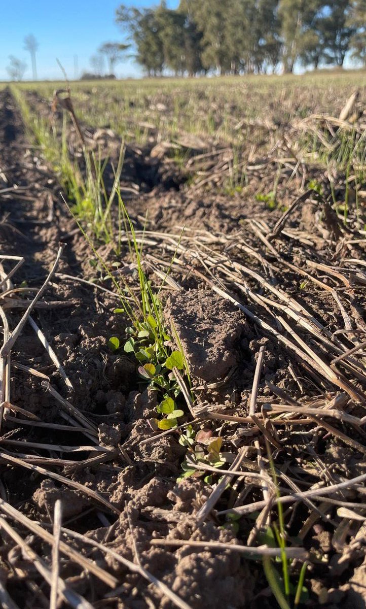 MatiasBurattini's tweet photo. Implantación de pasturas por los pagos de Ameghino.
@juancitoeder @BenguaNicolas #elmate #gentos #gentedepastos https://t.co/ZR4noHG4zo