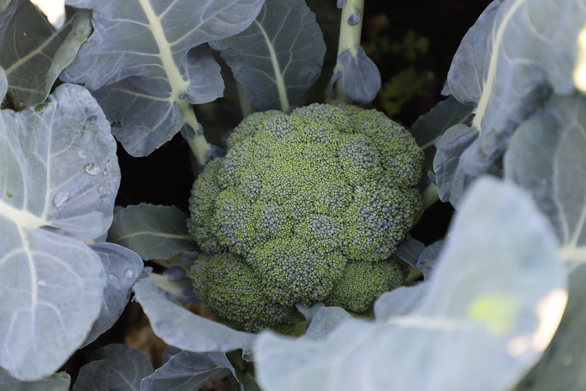 ja_iwatechuoh's tweet photo. 【ブロッコリーの収穫が進んでいます🥦】

#JAいわて中央 のエリアでは 
ブロッコリーの収穫が進んでいます。

ブロッコリーのおいしさは"鮮度"が命！ 
サン・フレッシュ都南には
地元で採れた新鮮なブロッコリーが🥦✨

ぜひ旬のブロッコリーをお楽しみください！ https://t.co/zQJfPmRGcV