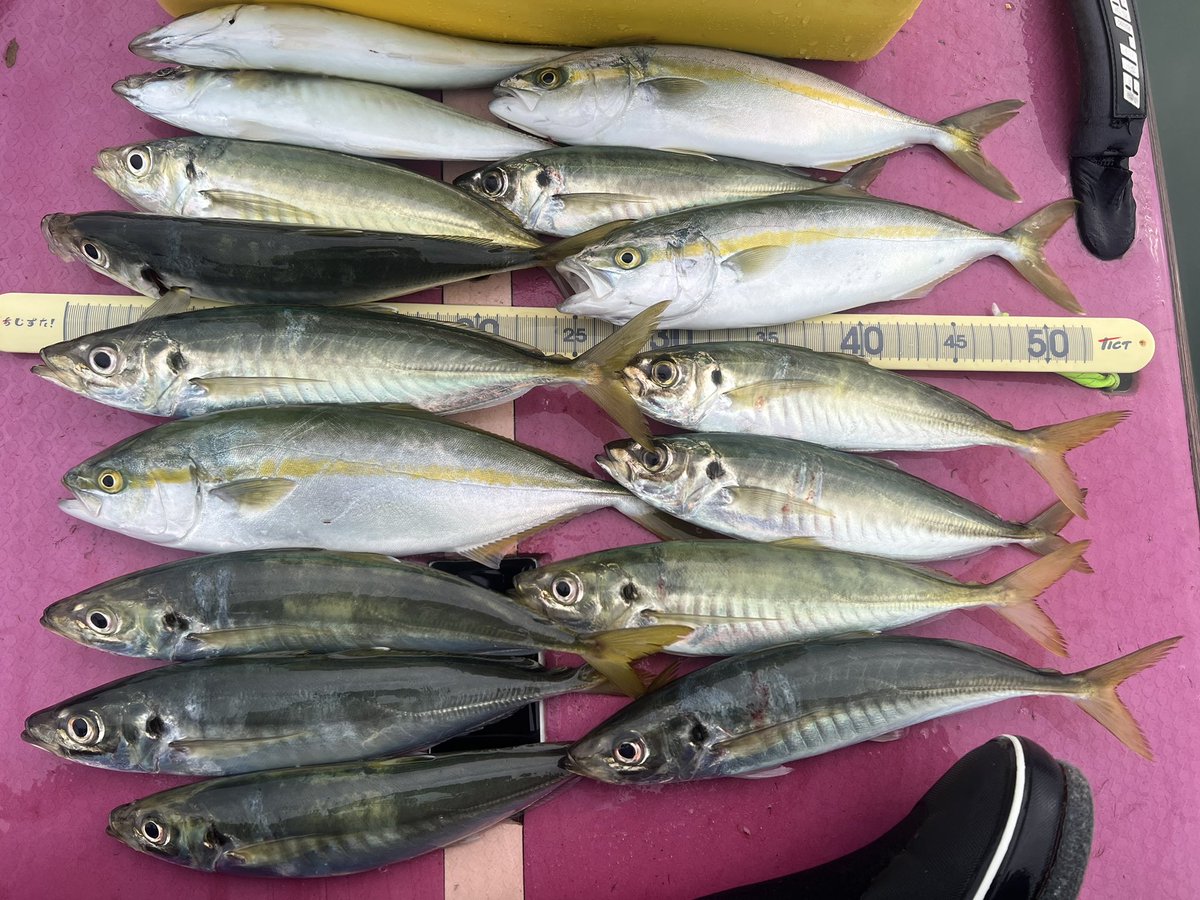 beckysupfishing's tweet photo. 朝活sup 5:30-7:10で行ってきました✨
6時ごろからだんだんボイルが増え始め気付けばクーラーほぼ満タン😳

使用ルアー
・マキッパ7g+ダブルフックチューン
着水後5秒カウントダウンから1秒1回転のただ巻きで釣れる。
コンコン、グィーン！というアタリがクセになりますね🥰
ただジグに比べると飛ばない🥺

・プリズナーtg10g＋リアトレブル装着
マルアジゲームでいつも使ってるジグ
マキッパの2倍くらいぶっ飛ぶからボイル撃ちには重宝します
アクションはハーフピッチジャーク、フォール、ワンピッチジャークのコンビネーションでフォール中によくバイトがありました👍

ヤズゴかヒラゴかわからないけど青物も入ってて終始楽しめた〜🤩

早く梅雨終われ〜🙏