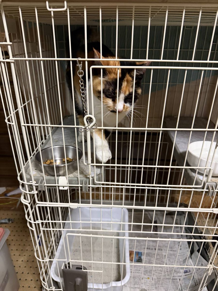 hokushoan2023's tweet photo. 北匠庵からの嬉しいお知らせ📢

２４日から行方不明のみっこちゃん🐱が昨夜無事確保されました💞

昼夜食事も寝る間も惜しんで必死に探し続ける飼い主のお兄ちゃんには心打たれました🙇

だいぶ😭やつれていたので早く回復してほしいです🤗

心配されている方々沢山居ると思いますのでRTお願いします🙇 https://t.co/vS8RNE2fB7