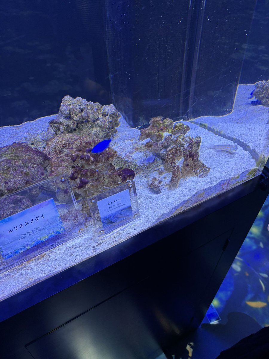 rider_jun's tweet photo. 先週の水曜日、アクアパーク品川へ行ってきた。 https://t.co/8r5gkC7Tsf