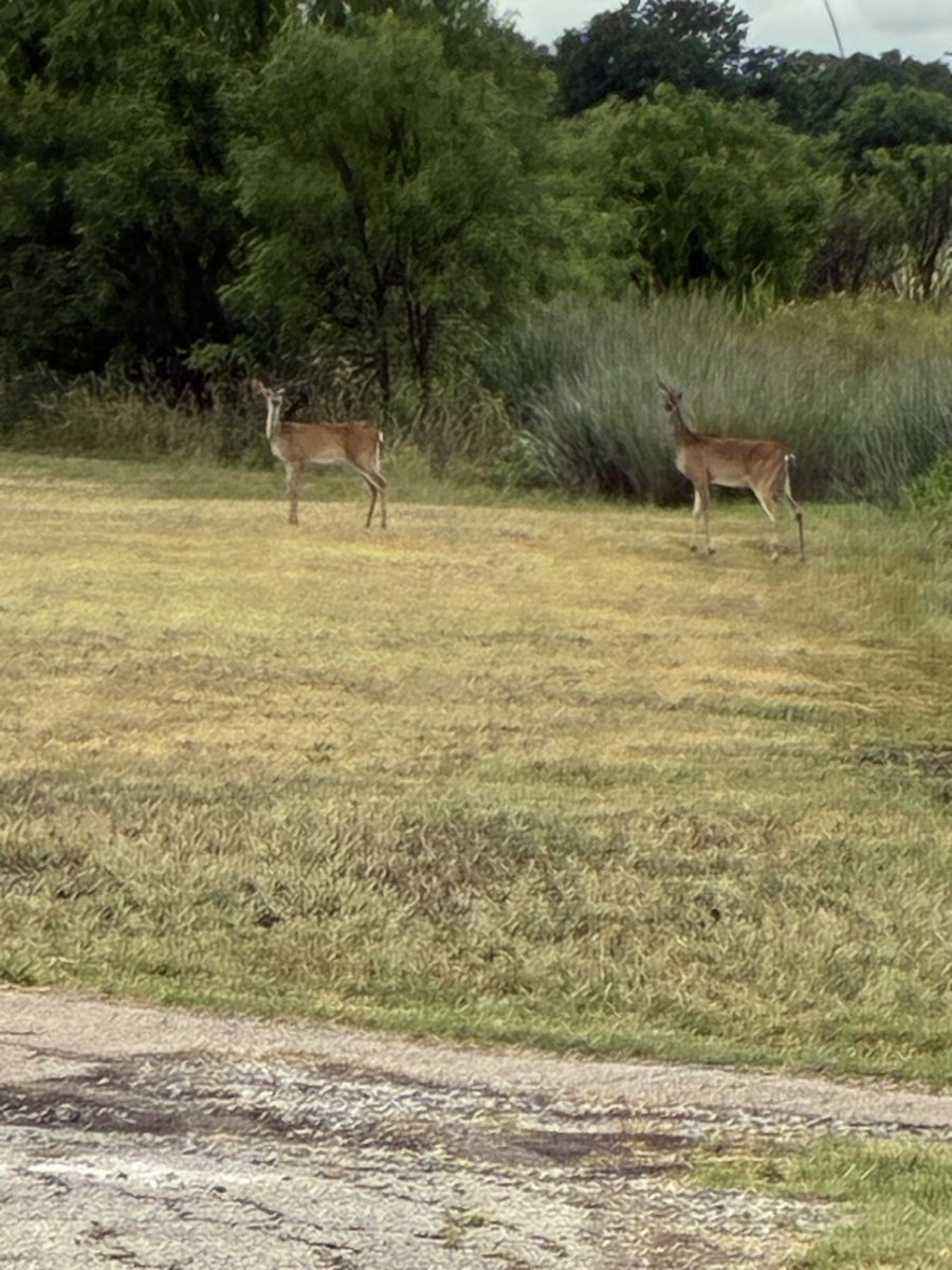RealTexican's tweet photo. Early morning golf patrons… https://t.co/YjcYKaPdU2