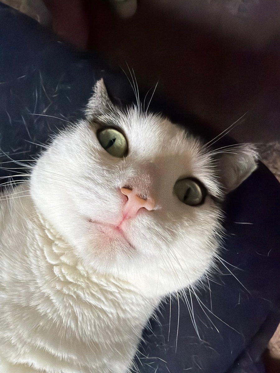 SpitzerSpatter's tweet photo. Why does she look like that 😒 https://t.co/dwdJ0JmGxk