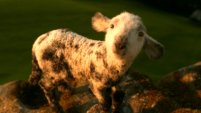 projecthailmary's tweet photo. POV: you've entered a national treasure competition and these two are your opponents 

#ProjectHailMary #TheSheepDetectives https://t.co/va2qxI3Xwp