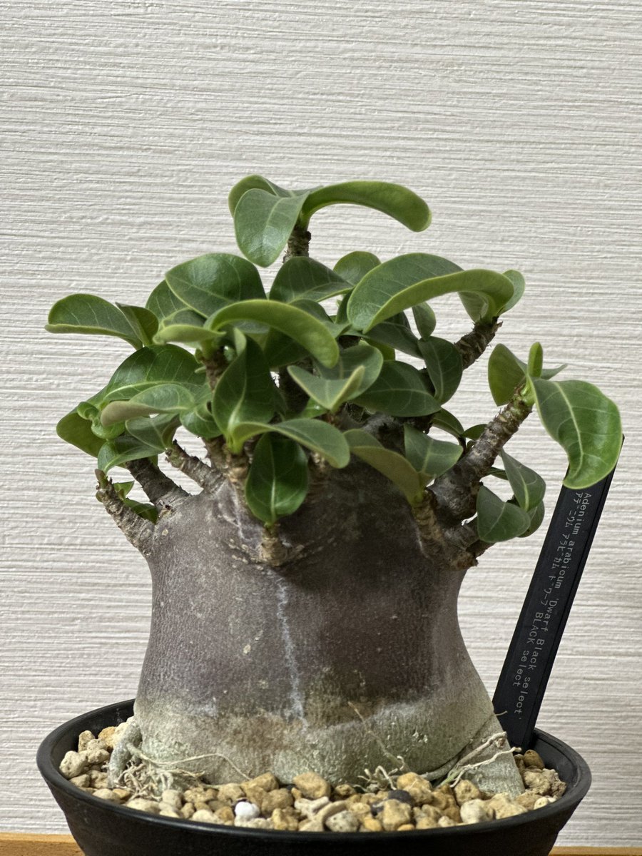 rock_caudex's tweet photo. アデニウム アラビカム ドワーフ 黒肌
阪急の植物博覧会でHACH-8さんにて購入
一番黒いのをチョイス https://t.co/yDE3vw2pG2