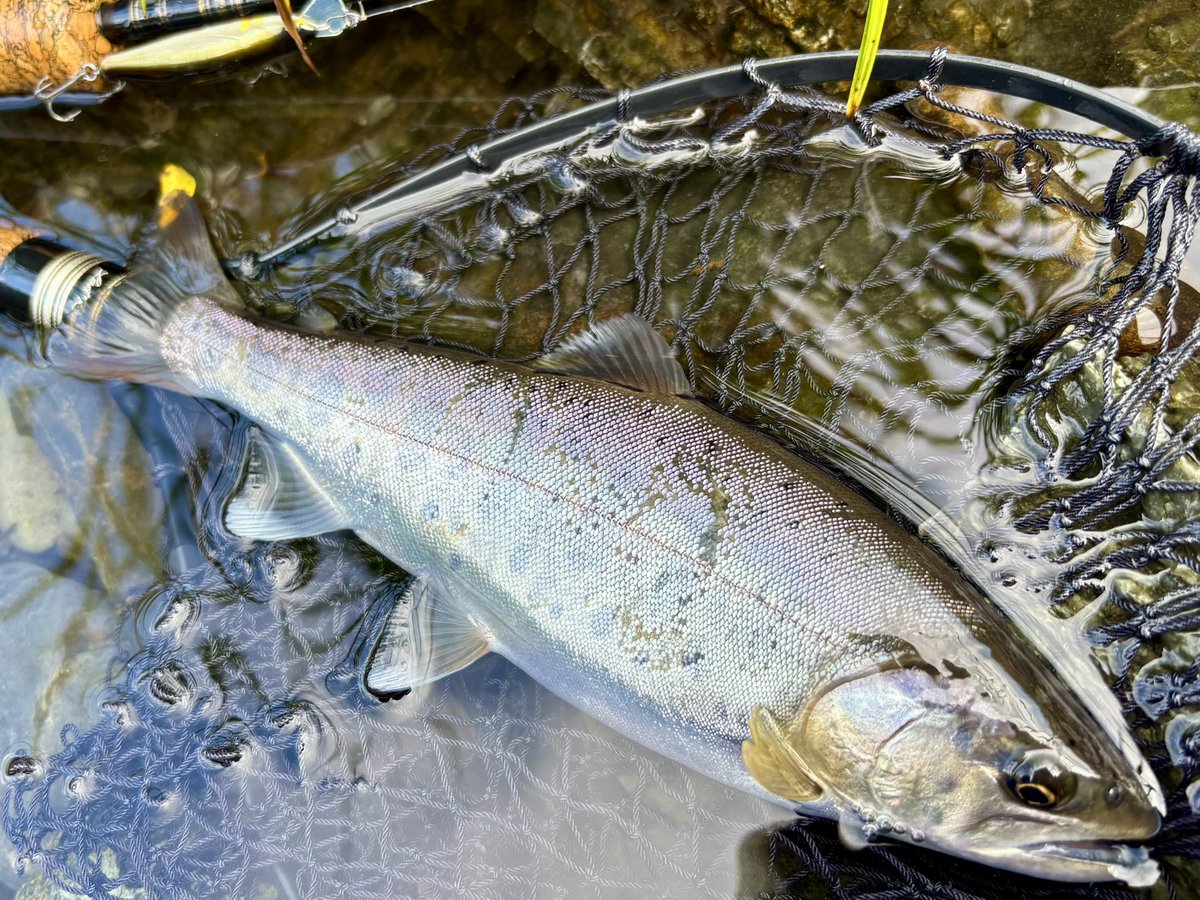 tencho_last1997's tweet photo. 朝活で閉伊川本流のヤマメ狙い🎣
水量も落ち着いてベストコンディション✨
ほとんどがガンガン瀬の流心でヒット🐟
#exts503ul
#exts62l
#山女魚
#岩魚
#ウェットウェーディング https://t.co/7wptNdnDEi