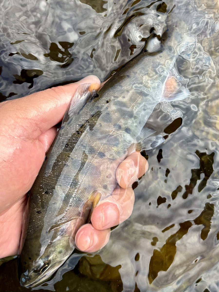tencho_last1997's tweet photo. 朝活で閉伊川本流のヤマメ狙い🎣
水量も落ち着いてベストコンディション✨
ほとんどがガンガン瀬の流心でヒット🐟
#exts503ul
#exts62l
#山女魚
#岩魚
#ウェットウェーディング https://t.co/7wptNdnDEi