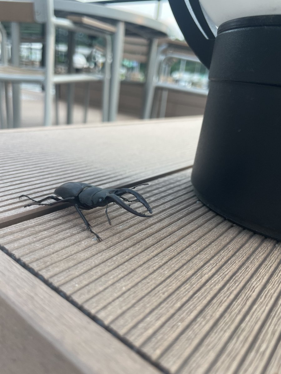 toofoolcamper's tweet photo. ふと見たらクワガタがいた😲

木の無いところに居たので木の方へ逃してあげました😊 https://t.co/i9MlPc4tzo