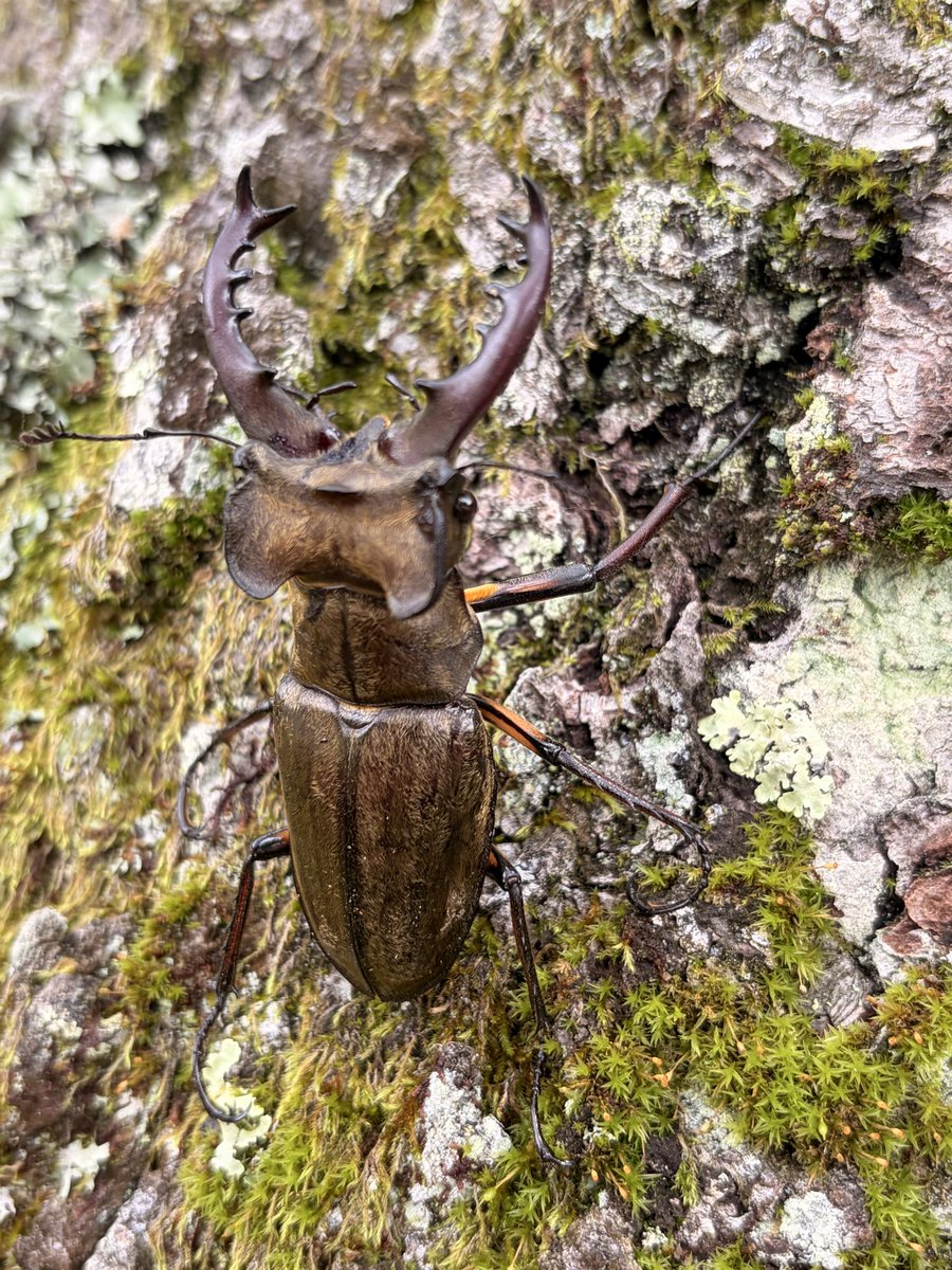 whitebirch_camp's tweet photo. 今日のミヤマはなかなかの大物
カラスが啄もうとしてるところを捕獲！
んで、バーチの森へと帰って行きました https://t.co/eNxUo8gFDL