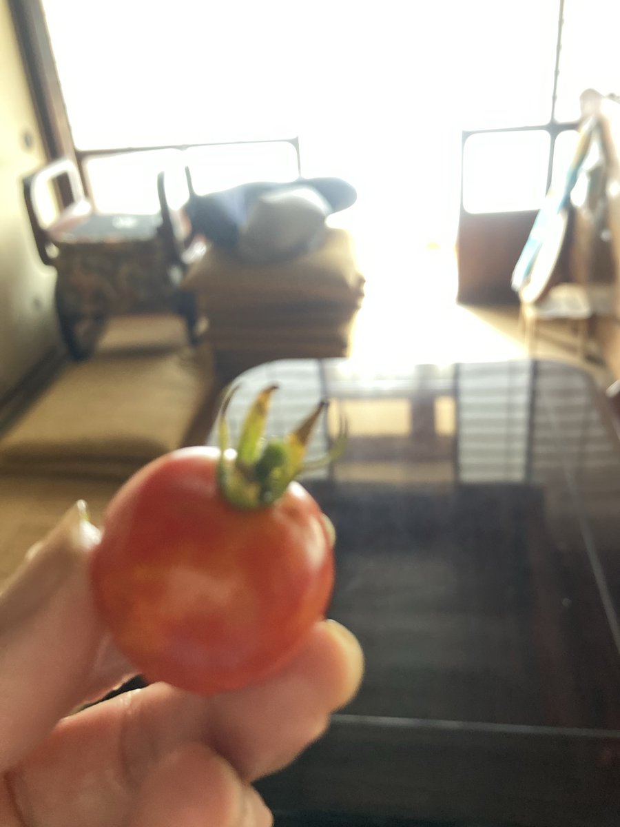 sirchan's tweet photo. 畑の草マルチ少しと、トマトの芽かきしたあとで、もぎたてのミニトマトを食す。うめっ。 https://t.co/d60q5zV7yO