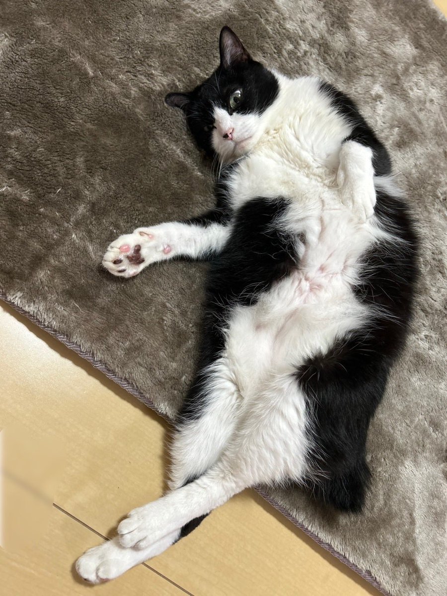 猫のさだはる (@sadaharukun31) / Posts / X