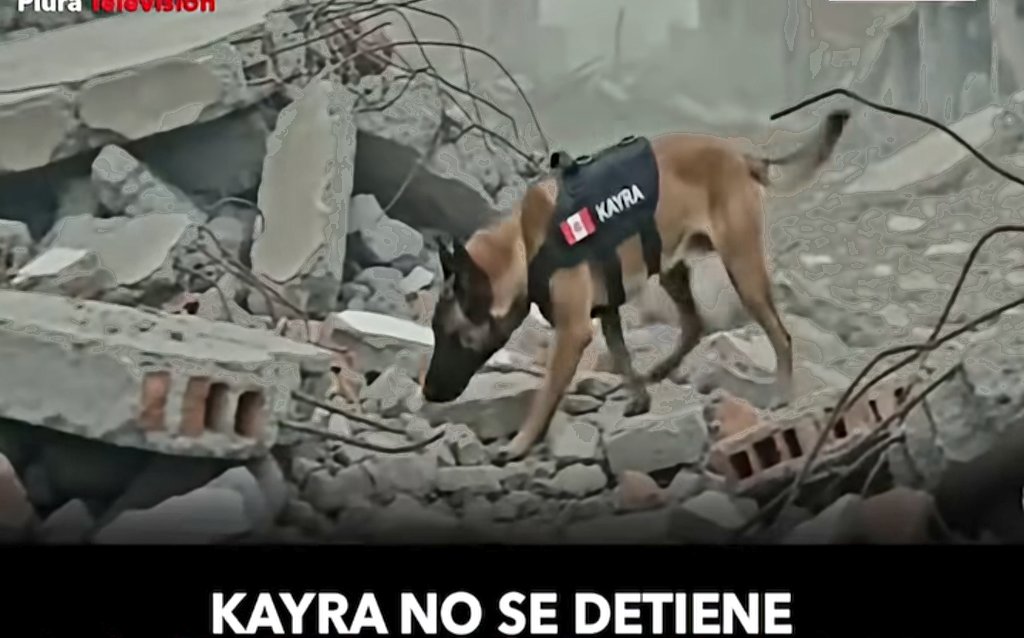 delurens's tweet photo. Cuando te digan que no puedes entrar a un restaurante o a la playa con tu perro, enséñale está fotografía. https://t.co/IKHlN20EDN