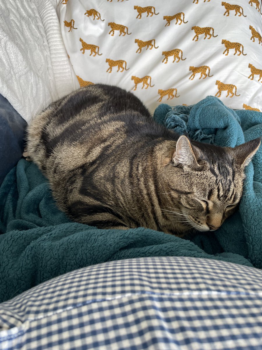 mintyguru's tweet photo. he’s always too cozy https://t.co/DnJpvA9LZL
