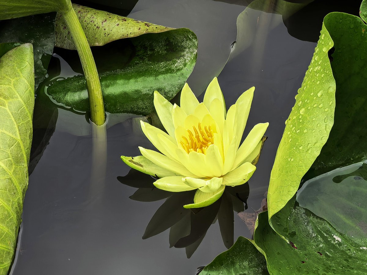 Shijiazhuangicc's tweet photo. 石家庄夏日睡莲，温柔漫染人间
Summer water lilies in Shijiazhuang, their soft beauty blankets the world.
#HebeiTravel
#HealingView
#BeautifulShijiazhuang https://t.co/iFQwaG0y1m