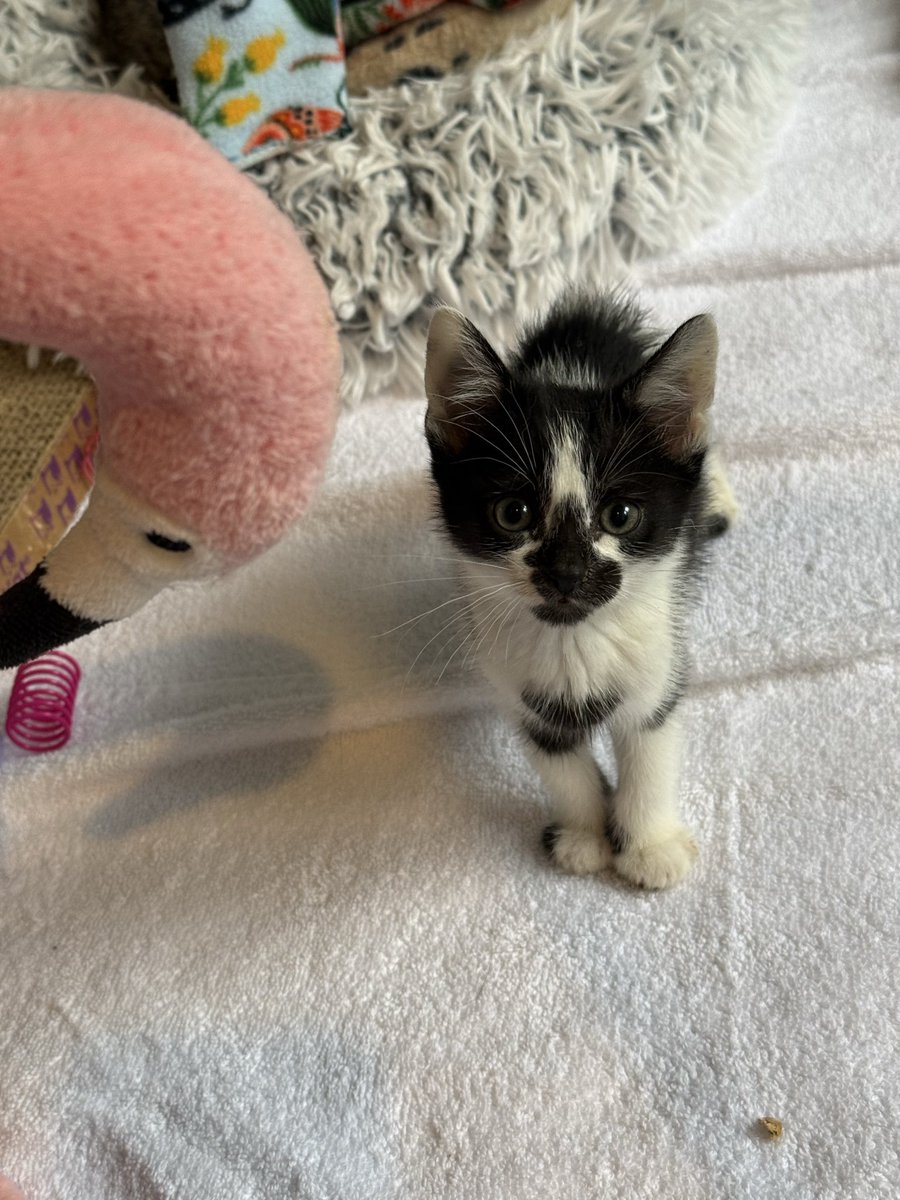 hailey_lp's tweet photo. con: I sprained my last remaining Good Ankle so now idk what to do 

pro: I also got kittens https://t.co/phEzfllDKd
