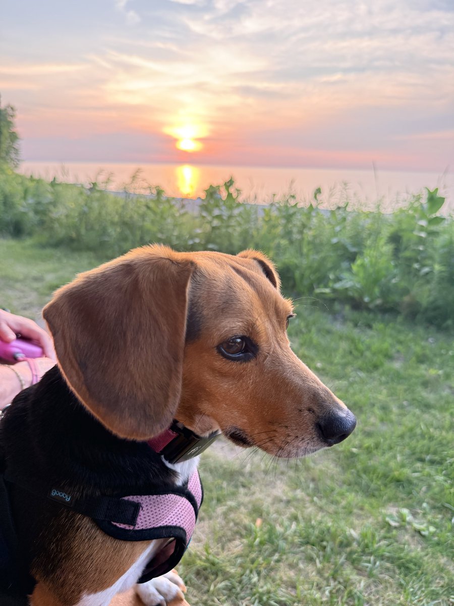 Roadsheaux's tweet photo. Beautiful sunset over Lake Erie this evening, but Juneaux was far more interested in the possibility of rabbits.   Everyone has their own priorities I guess.  #genevaonthelakeohio #gotl #genevaonthelake #beaglesofx #lakeeriesunset https://t.co/wtQXfnsOtQ