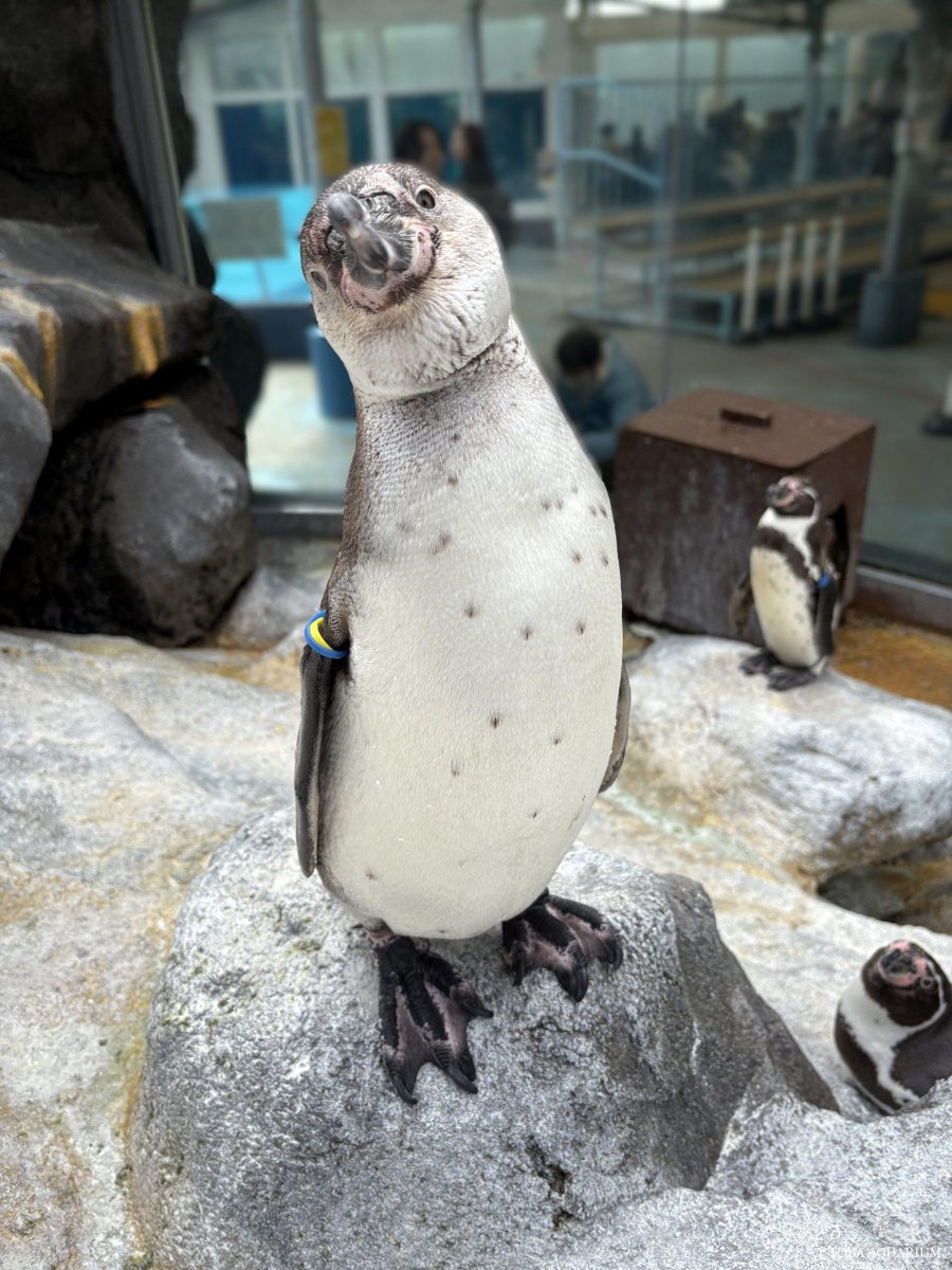 TOBA_AQUARIUM's tweet photo. 一足先に・・・？: ジョルノとアマリはこの夏の換羽を迎えると大人と同じ模様に変わる飼育日記をUPしました！   早くもジョルノが一足先に換羽を迎えそうなのです！ いつもは餌の時間になると我先に！と近づいてピーピー鳴いているのですが https://t.co/HK68eb35WT https://t.co/P870QcHaOt