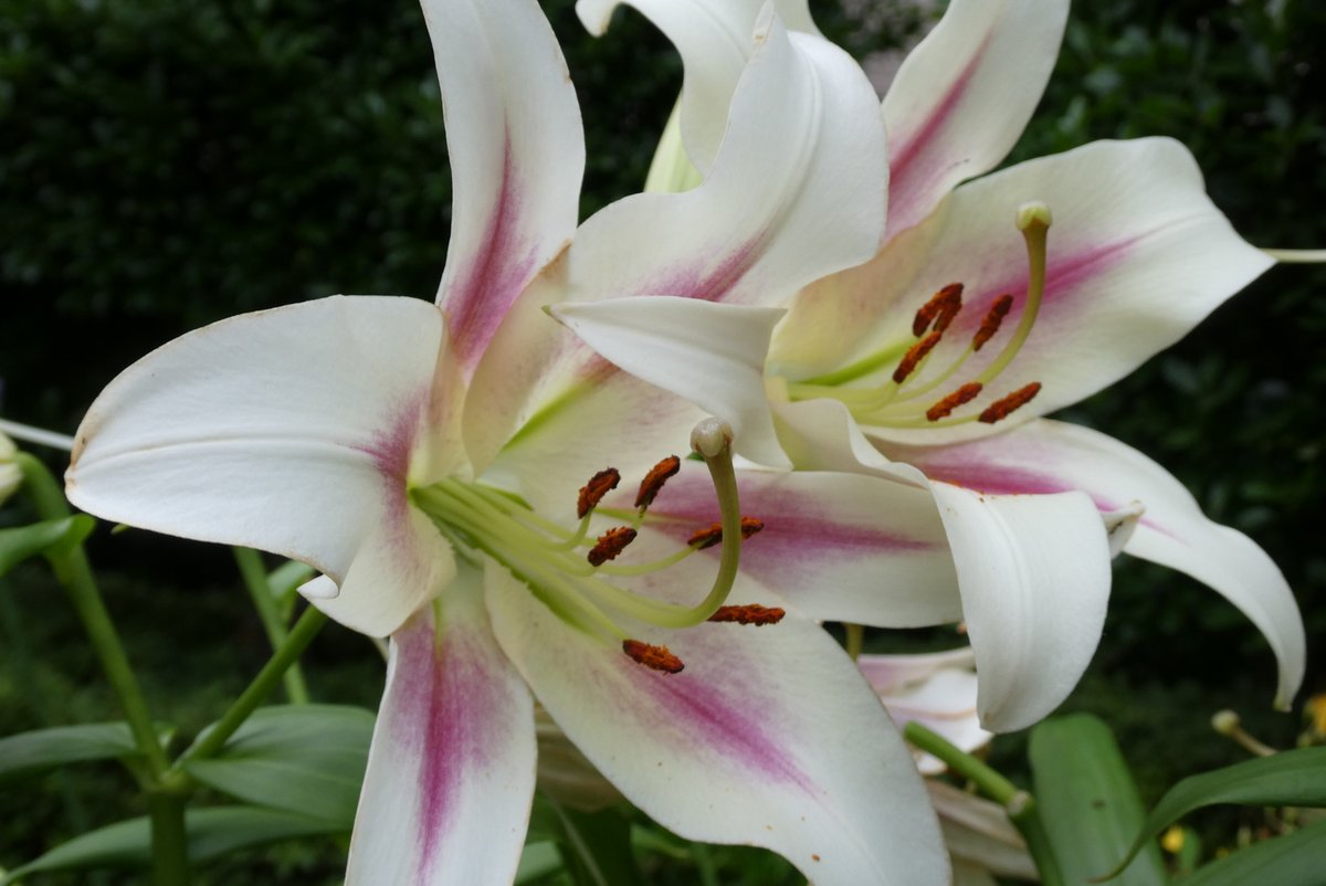 jigglypuff_f's tweet photo. 蒸しますなー https://t.co/LHvRamQVTQ