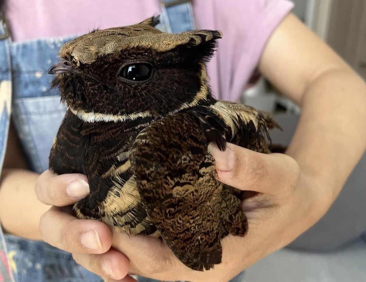 AmanitaVirosa2's tweet photo. Take this creature. He will bring good fortune to you and your posterity https://t.co/uT9pTziqu8