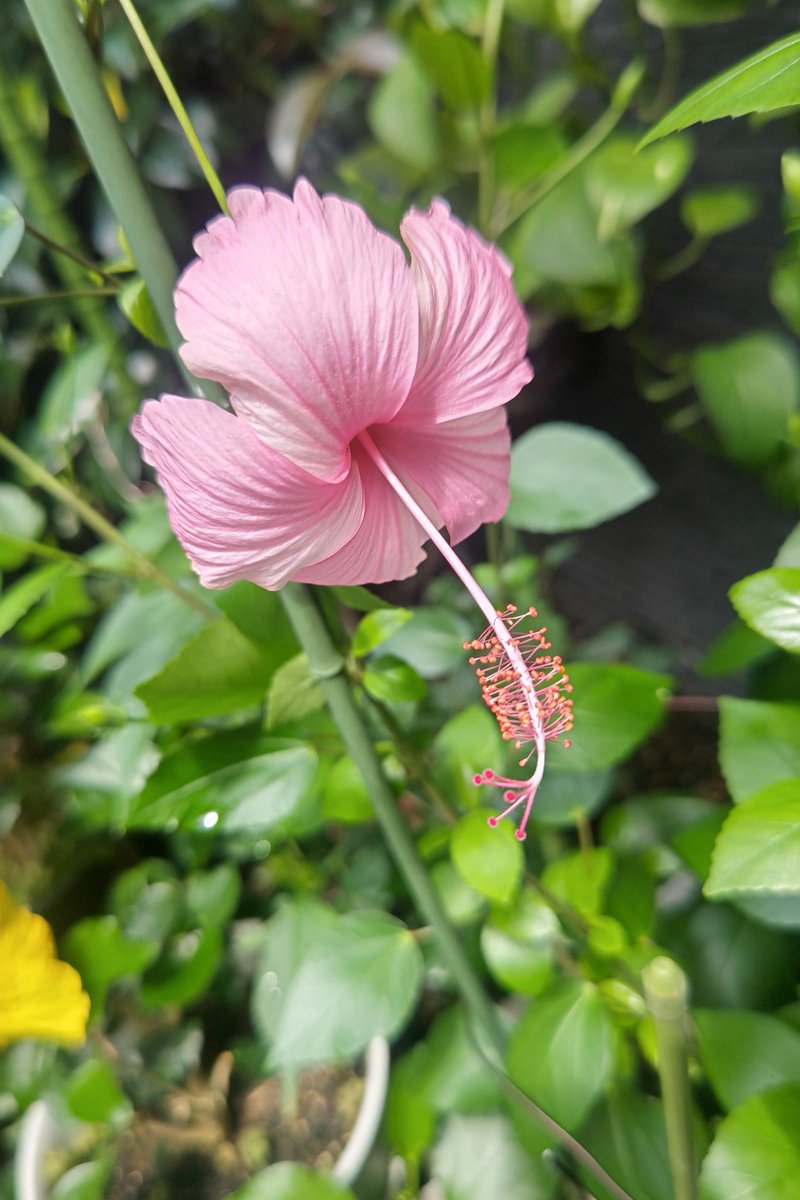 zerobest0123's tweet photo. #ハイビスカス
#我が家の花
#🌺の季節がきましたね(*´ω｀*) https://t.co/7yVAHYYq0Z