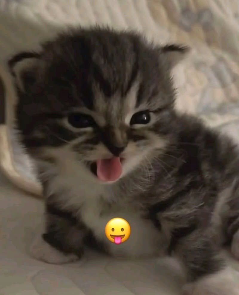 HbrooklynV's tweet photo. Me da risa que la chica está de insistente y forzando un enemies con el, cuando él todavía me ruega y me quiere.💆🏻‍♀️ https://t.co/zayw4NFqvU