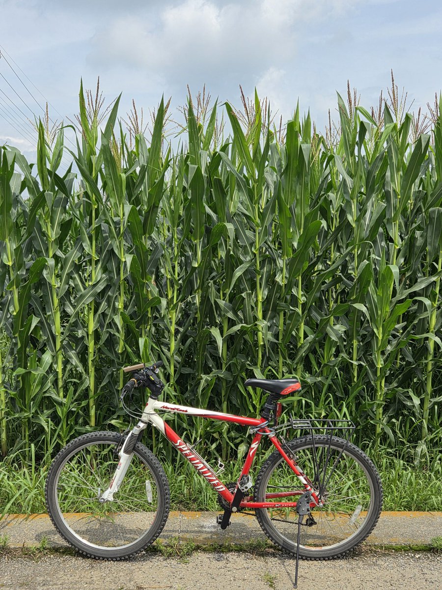 umeboshi634's tweet photo. スケジュールと天候が合わなくてしばらく振りに自転車乗りました。
トウモロコシがいつの間にかすごい高さになってる。
止まると汗がでてきますが、走り出すと、まだ風が涼しい。

#自転車乗り #サイクリング #自転車 #とうもろこし https://t.co/QStCYEeno8