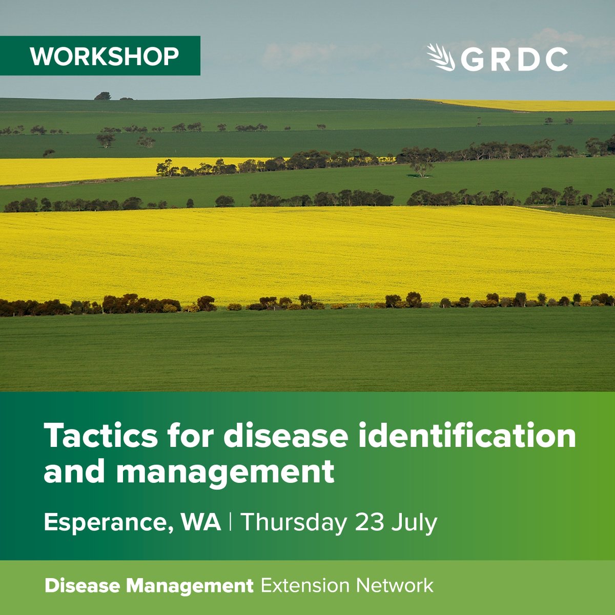 AgCommunicators's tweet photo. Join pathologists from @DPIRDWA @theCCDM @far_australia @Steve_Marcroft at disease ID/mngmnt workshop in Esperance. Part of @theGRDC Disease Management Extension Network, open to growers, agronomists, advisers, consultants. Places limited, register now: https://t.co/f5vFdSdCe2 https://t.co/prb8TfZays