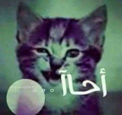 nower33's tweet photo. @rdtansak متتت ههههههههههههه https://t.co/nHvfeHszDE